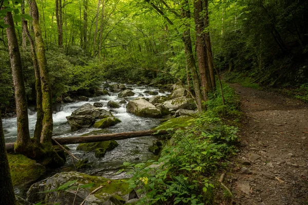 Wide Trail Running Big Creek Great Smoky Mountains National Park — Fotografia de Stock