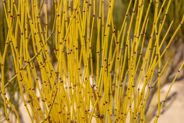 Yellow Stems Mormon Tea Plant Growing Canyonlands National Park — Stock Photo, Image