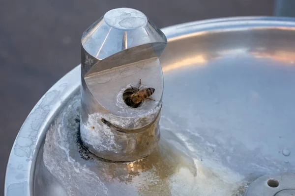 Bee Searches Water Drinking Fountain — Stock Photo, Image