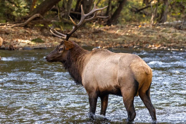 Bull Elk Står Middle River Great Smoky Mountains Nationalpark — Stockfoto