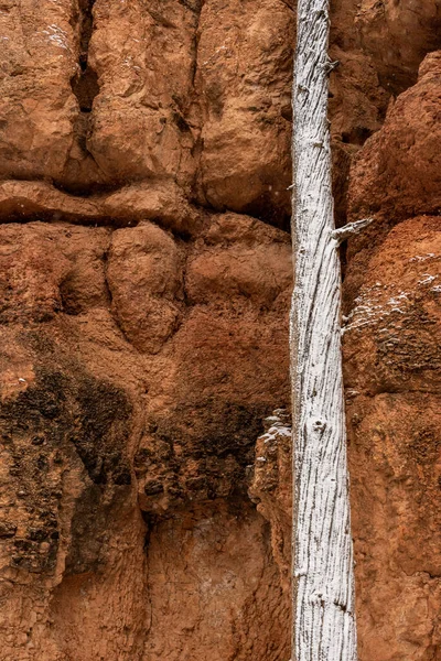 Dried Tree Trunk Covered Snow Leans Hoodoo Wall Bryce Canyon — Stockfoto