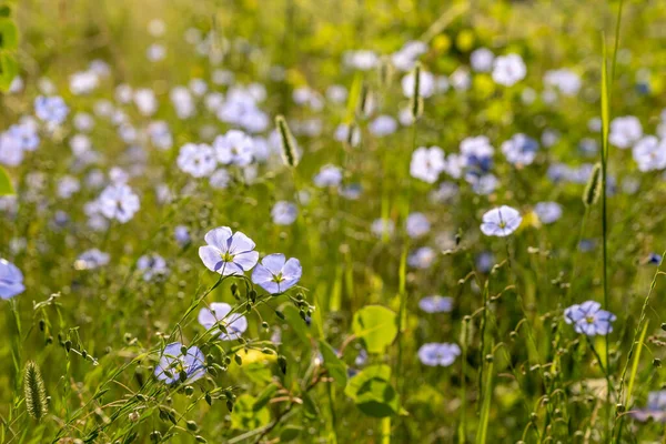 Field Blue Flax Virágok Nyáron Rocky Mountain Nemzeti Park — Stock Fotó
