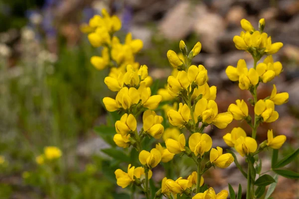 Golden Banner Wildflowers Blooming Rocky Mountain National Park — стокове фото