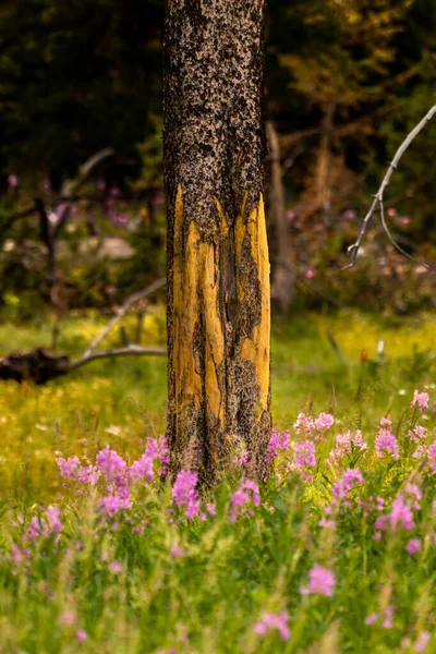 Yellowstone Ulusal Parkı Ndaki Ovma Ağaçlarının Altın Tonları Pembe Fireweed — Stok fotoğraf