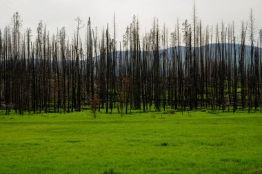 Aşağıdaki Yeni Büyüme Kayalık Dağ Ulusal Parkı 'ndaki Kawuneeche Vadisi' nde Yanan Ağaçlar İpliği