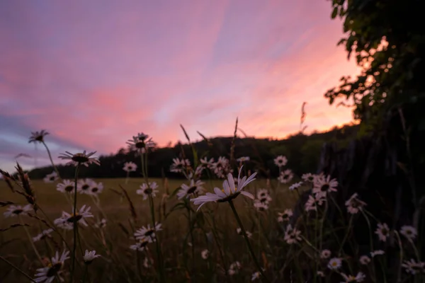 Patch Daisies Bloom Sunset Cades Cove Great Smoky Mountains National — Stock fotografie
