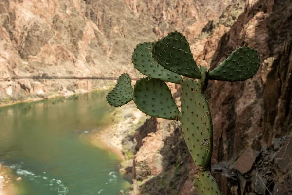 Prickly Pear Cactus Hangs Cliffs Edge Colorado River Grand Canyon — Fotografia de Stock