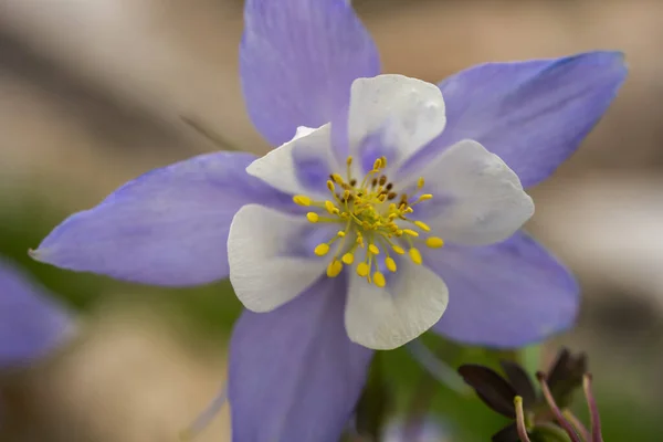 Les Pétales Violets Columbine Remplissent Cadre Lors Leur Floraison Dans — Photo