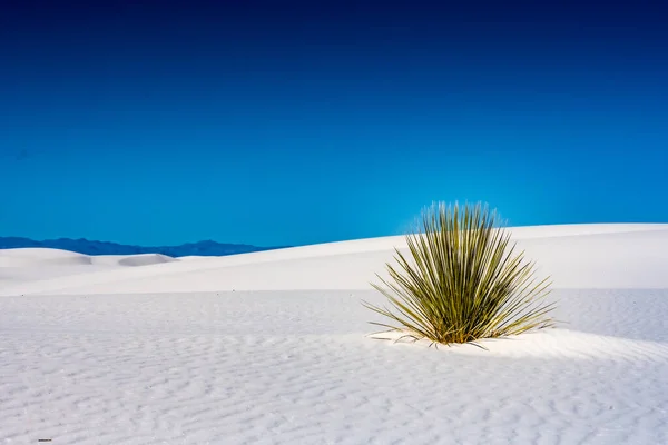 Single Yucca Reaches Deep Blue Sky White Sand Dunes National — Foto Stock
