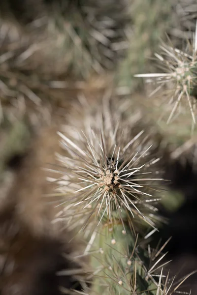 Gerinc Egy Teddy Bear Cholla Kar Végén Saguaro Nemzeti Parkban — Stock Fotó