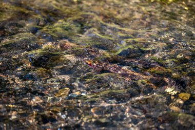 Yellowstone Deresi 'nde Güneşli Yüzeyin Altında Alabalık