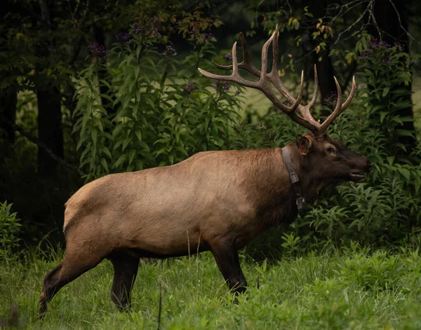 Walking Bull Elk Med Krage Promenader Uppmärksamhet Kataloochee Valley Smokies — Stockfoto