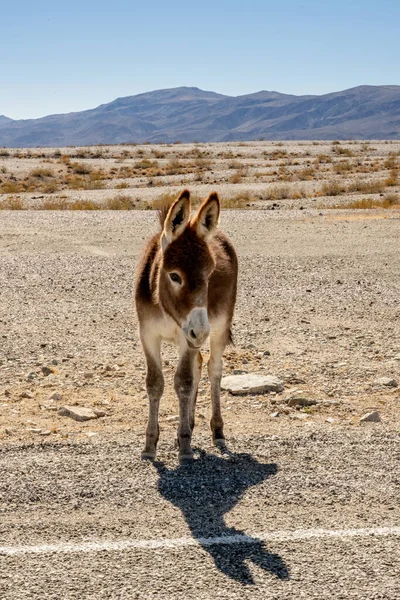 Jonge Bruine Ezel Langs Kant Van Weg Death Valley National — Stockfoto
