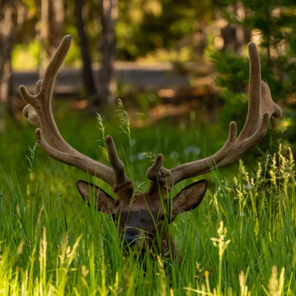 Young Male Elk Velvet Antlers Sits Tall Grass Yellowstone National — Stockfoto