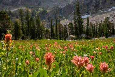 Çalı Tarlası Grand Teton Ulusal Parkı 'ndaki Şelalelere doğru bakın.