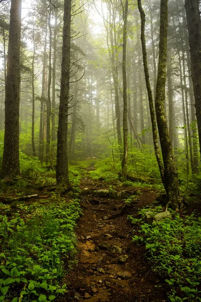 Niebla Llena Bosque Largo Del Sendero Montaña Del Bálsamo Parque — Foto de Stock