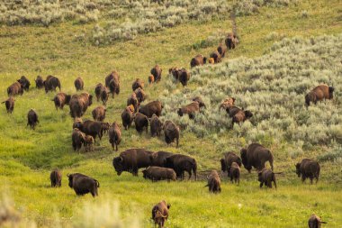 Yellowstone Ulusal Parkı 'ndaki tepeye tırmanmaya başlarken Bison Sürüsü otluyor