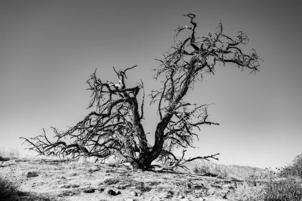 Gnarly Suszone Drzewo Wzgórzu Joshua Tree National Park — Zdjęcie stockowe