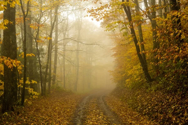 Goldene Blätter Säumen Einem Nebligen Herbsttag Eine Schotterstraße Durch Die — Stockfoto