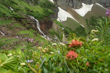 Buzul Ulusal Parkı 'nda Sabah Kartalı Yaban çiçeklerinden Şelalesi
