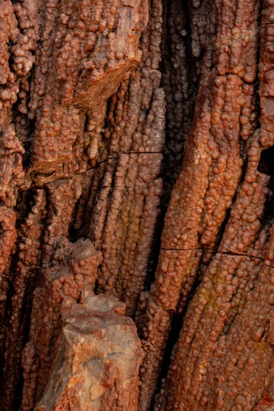 Makro Bark Som Textur Förstenade Trä Förstenade Skogen Nationalpark — Stockfoto