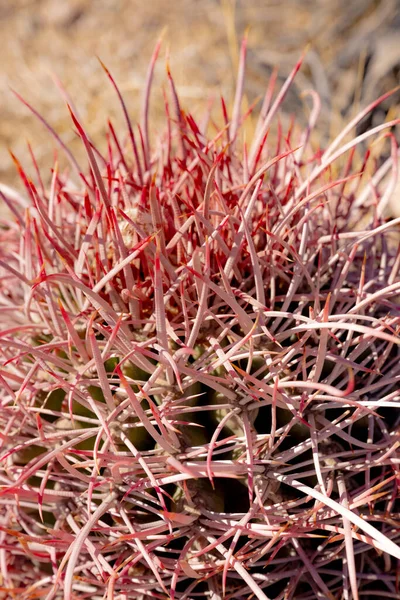 Czerwone Porady Kalifornii Kaktusowe Kręgosłupy Wydają Się Być Splątane Węzłach — Zdjęcie stockowe