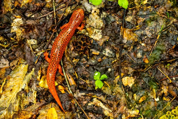 Salamandra Vermelha Desfrutando Uma Trilha Vazia Dia Chuvoso Nos Fumantes — Fotografia de Stock