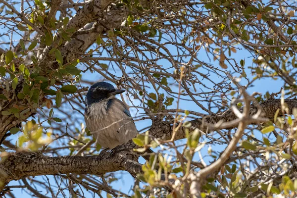 Eichelhäher Hockte Auf Ast Joshua Tree Nationalpark — Stockfoto