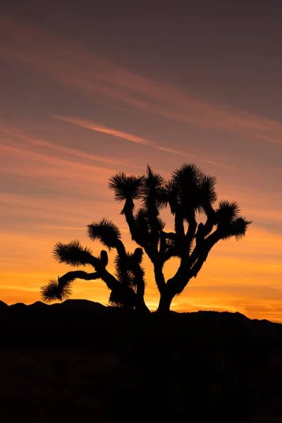 Silhouet Van Joshua Tree Met Kleurrijke Zonsondergang Verlichting Van Hemel — Stockfoto