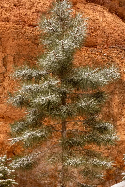 Snow Dusted Pine Tree Bright Orange Hoodoo Bryce Canyon — Stock Photo, Image