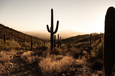 Siluetli Saguaro Kaktüsleri 'nden Saguaro Ulusal Parkı' ndaki Havaya Uçmuş Gökyüzüne Kesilen Yol