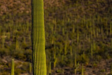Sonoran çölünde yalnız Saguaro Kaktüsü 'nün sandığı.