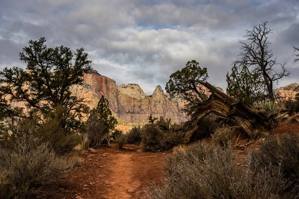 Der Weg Der Wächter Führt Durch Knorrige Bäume Zion Nationalpark — Stockfoto