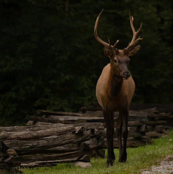 Young Bull Elk Står Längs Split Rail Fence Great Smoky — Stockfoto