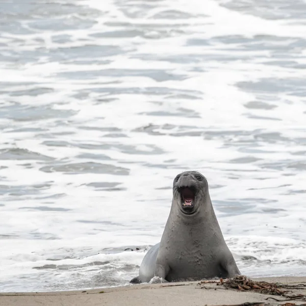 Jonge Olifant Zeehond Komt Uit Stille Oceaan Blaft Met Open — Stockfoto