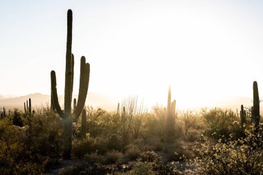 Saguaro Cactusin Arizona Çölü 'nün arkasında Parlak Gün Batımı Gökyüzüne Fırladı