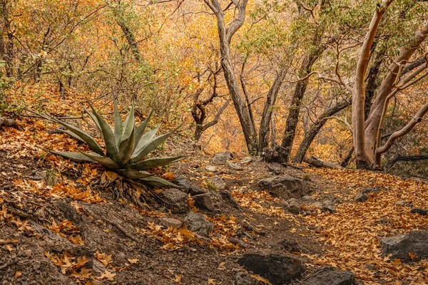 Agave Sieht Pine Canyon Big Bend Fehl Platz Aus — Stockfoto