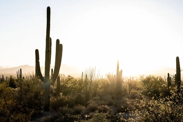 Fényes Naplemente Fújja Eget Mögött Saguaro Cactusin Arizona Sivatag — Stock Fotó