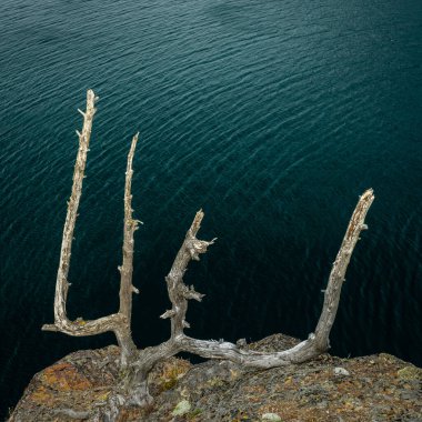 Ölü Ağaç Gövdesi, Buzul Ulusal Parkı 'ndaki St. Mary Gölü' nün üzerindeki Rocky Cliff Lisesi 'ne tutunuyor.