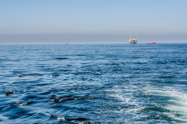 Santa Barbara yakınlarındaki California açıklarında yunus modülü ve petrol platformu.