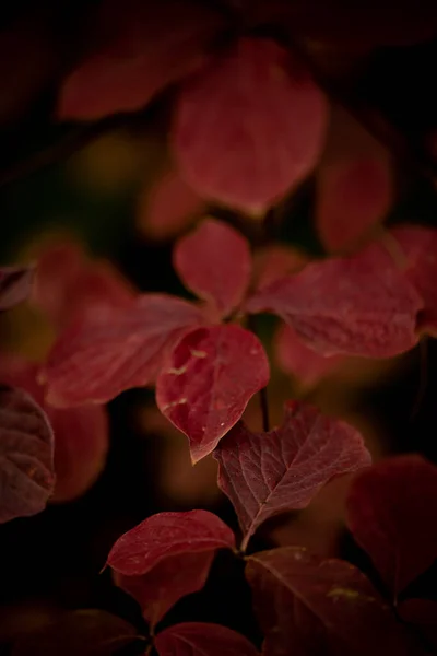 约塞米蒂国家公园初秋的深红叶林 — 图库照片