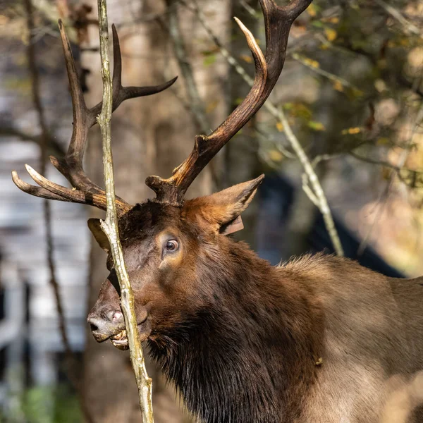 Beslutsam Tjur Älg Öga Stirrar Ner Små Träd — Stockfoto