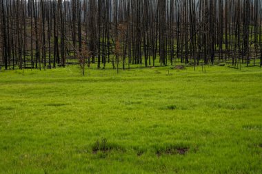 Rocky Dağı Milli Parkı 'ndaki Kawuneechee Vadisi' nde Yeşil Çimen Yanıyor