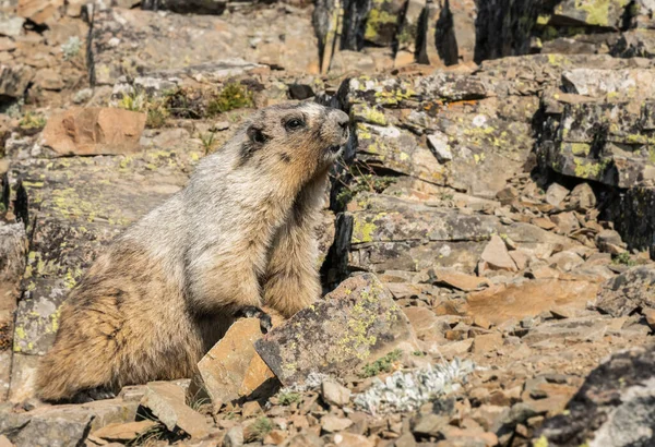 Beyaz Marmot Lichen Kayalıklarında Poz Veriyor
