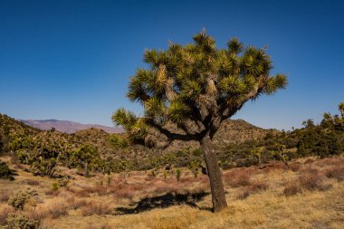 Yalnız Joshua Ağacı Kaliforniya parkındaki otlak bir yamaçta büyüyor.
