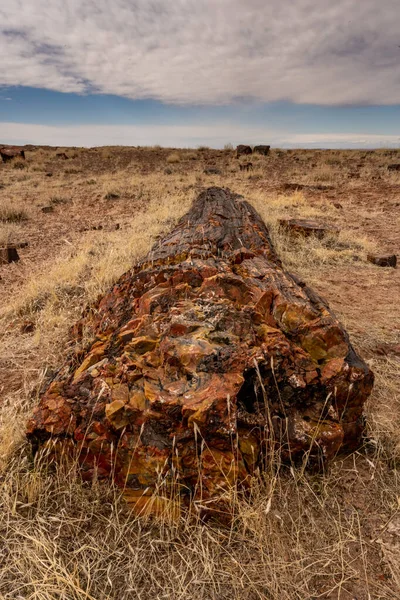 Dlouhý Kmen Zkamenělého Dřeva Leží Poušti Národním Parku Zkamenělého Lesa — Stock fotografie