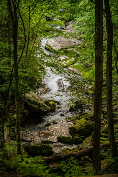 Lynn Camp Prong Falls Green Trees Spring Great Smoky Mountains — Stock Photo, Image