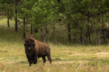 Erkek Bizonlar Rüzgâr Mağarası Ulusal Parkı 'nda Ormanın Kıyısında Hazır Duruyor