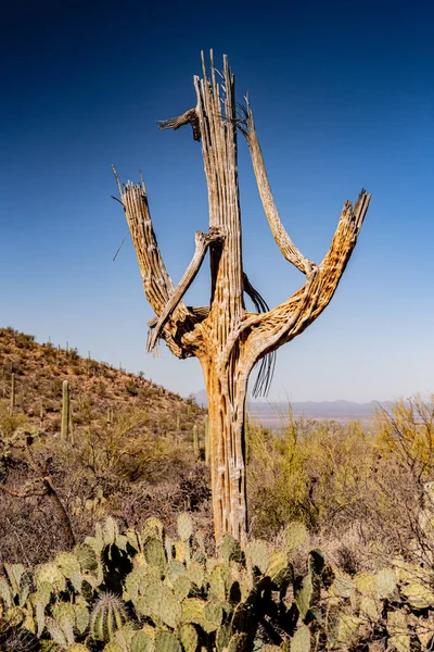 Old Saguaro Cactus Decomposing Desert Saguaro National Park — Stock Photo, Image