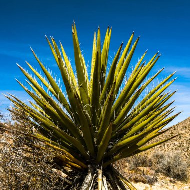 Joshua Tree Ulusal Parkı 'nda Keskin Yucca Bıçakları Mavi Gökyüzüne Karşı
